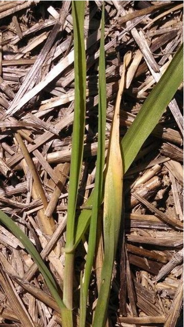 Nitrogen deficient wheat.